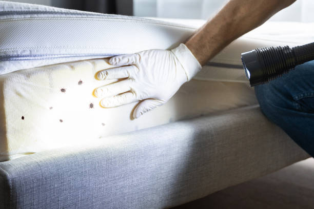 Best Ant Control Services  in Beaver Dam, WI